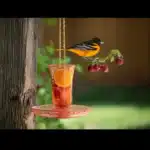 oriole nectar recipe​