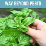 Fresh basil leaves used in various creative cooking methods beyond pesto